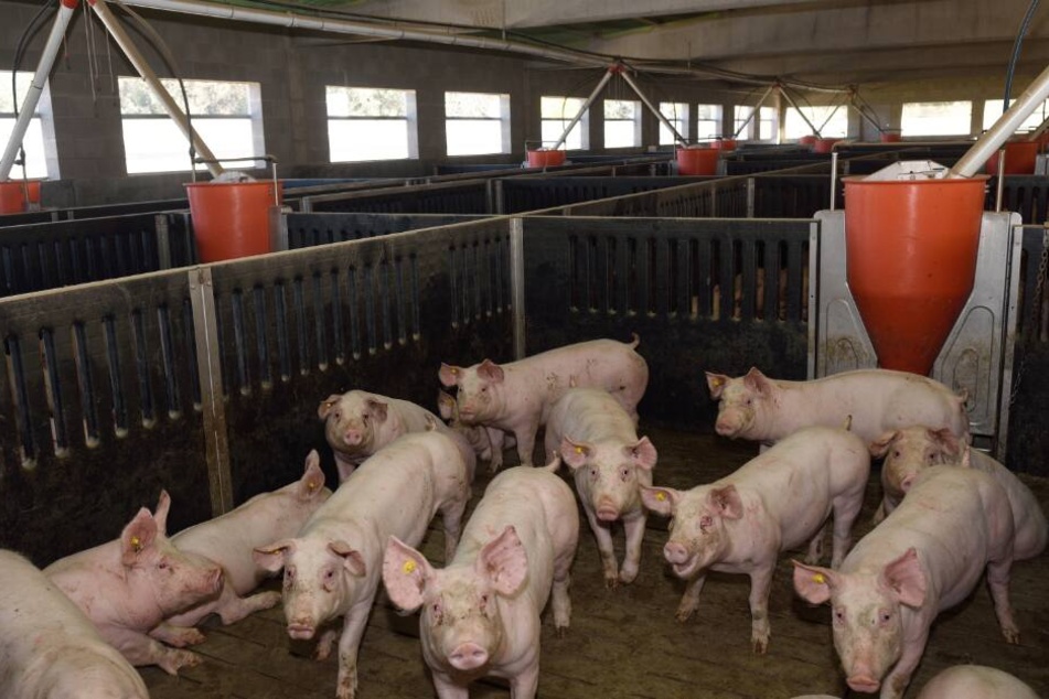 Hundert Schweine kamen in den Flammen um. (Symbolbild)