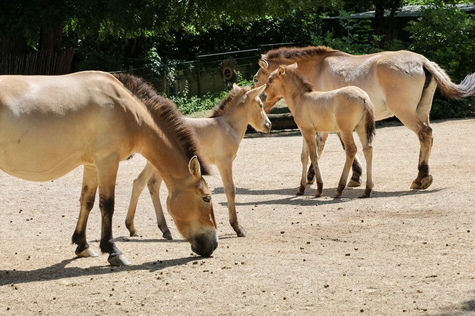 Insgesamt sechs Wildpferde umfasst die Herde nun im Kölner Zoo.