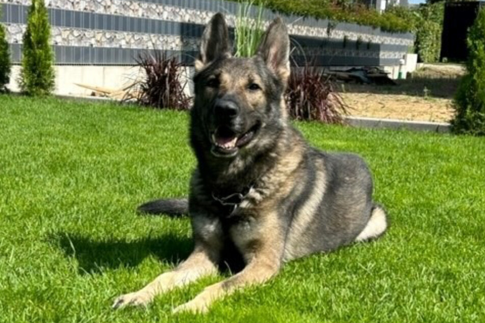 Polizeihund Pat führte seine menschlichen Kollegen auf die richtige Spur.