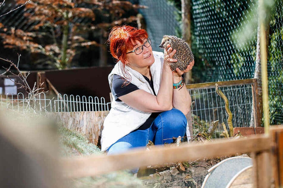 Tierschützerin Cornelia Schicke (56) ist besorgt. Vielen Igeln kann ihre Einrichtung helfen.
