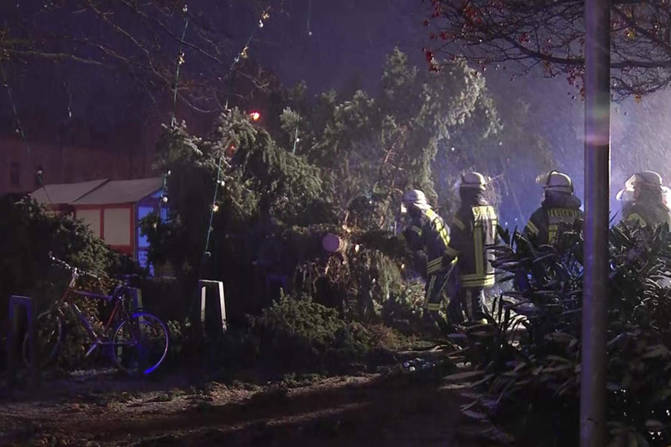 Unter dem Baum wurden einige Fahrräder begraben.