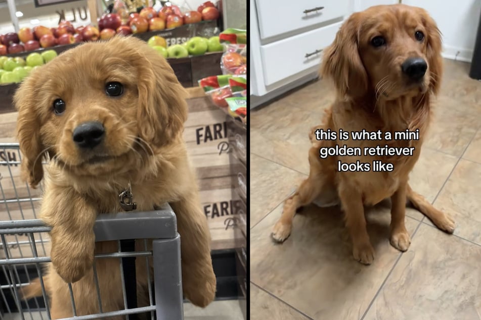 Niko the puppy and his humans were surprised to see what the combination of Golden Retriever and Cavalier King Charles Spaniel dog breeds would produce.