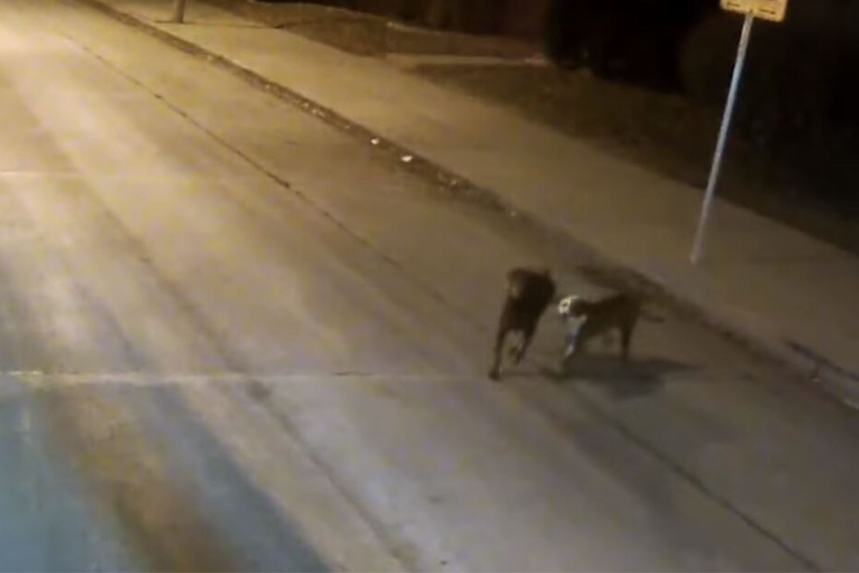 Die Hunde schienen keine Streuner zu sein.