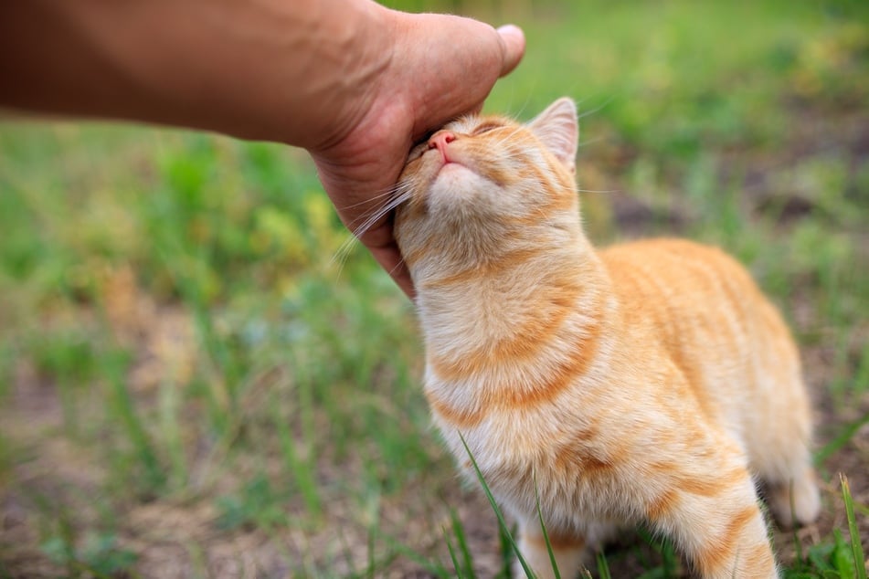 Katzen werden vor allem an den Stellen gern gestreichelt, an denen sich Duftdrüsen befinden.