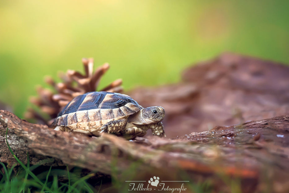 Ob schnell oder langsam wie diese Schildkröte: Anja Schwarz setzt sie alle
ins rechte Licht.