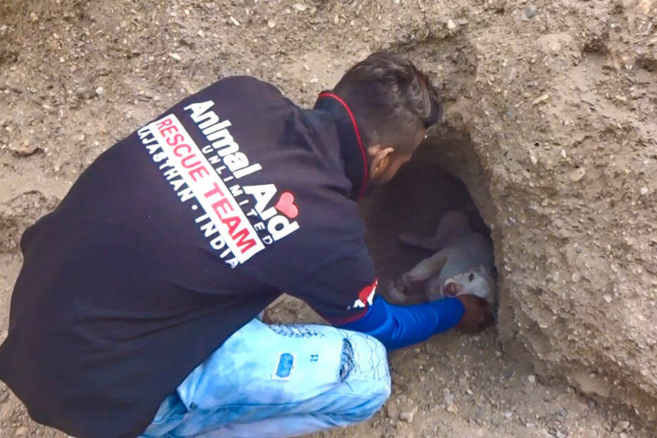 Ein Retter von "Animal Aid Unlimited" kam dem Tier näher.