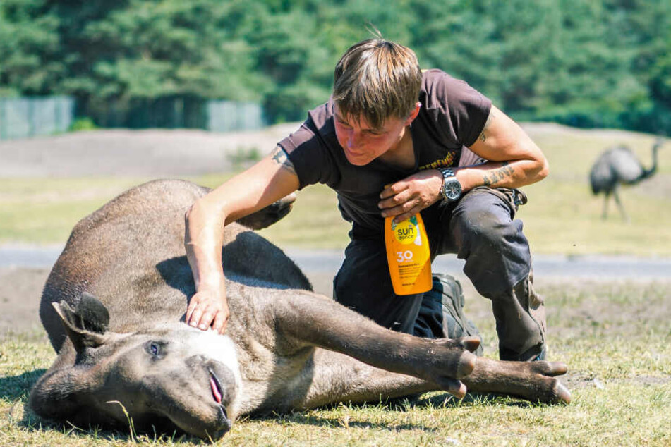 Die Hitze macht auch Tieren zu schaffen: Tierpflegerin Claudia Beck streichelt im Wildareal Südamerika des Serengeti-Parks Hodenhagen den Flachlandtapir Bambou.