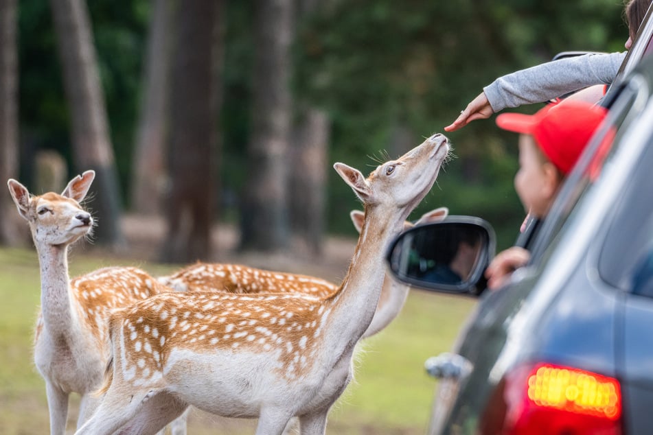 Normalerweise können Besucher im Serengeti-Park ganz entspannt auf Tuchfühlung mit den Tieren gehen. Aktuell herrscht dort Ausnahmezustand.