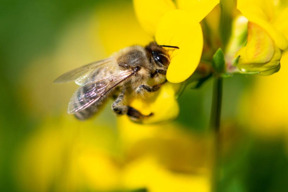 Eine Biene auf einer Blüte.