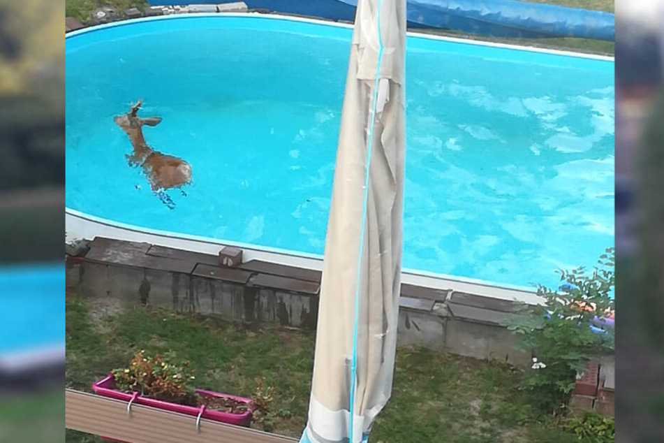 Der Rehbock war in den Pool gestürzt und konnte es eigener Kraft nicht entkommen.