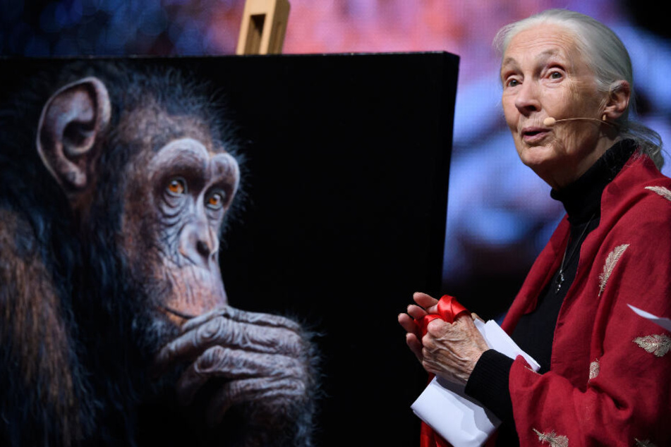Die britische Verhaltensforscherin Jane Goodall.