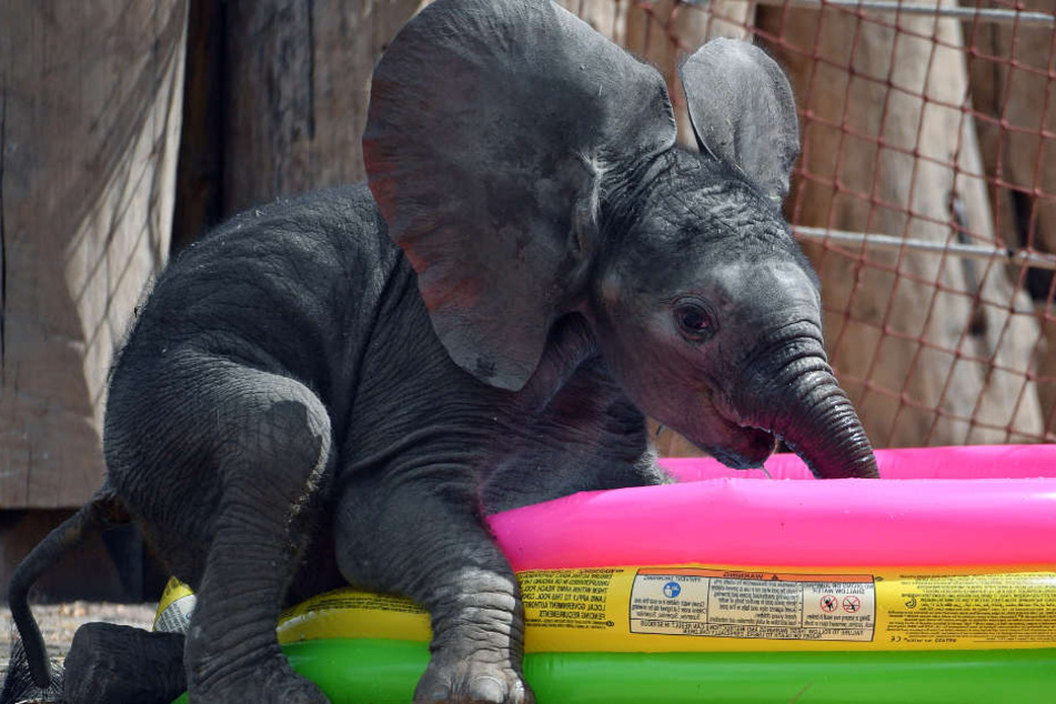 Die Zoos in Sachsen-Anhalt hoffen 2019 auf einen Tierbaby-Boom. Im Bild: Elefantenjunge Ayo, der 2016 im Bergzoo Halle zur Welt kam.