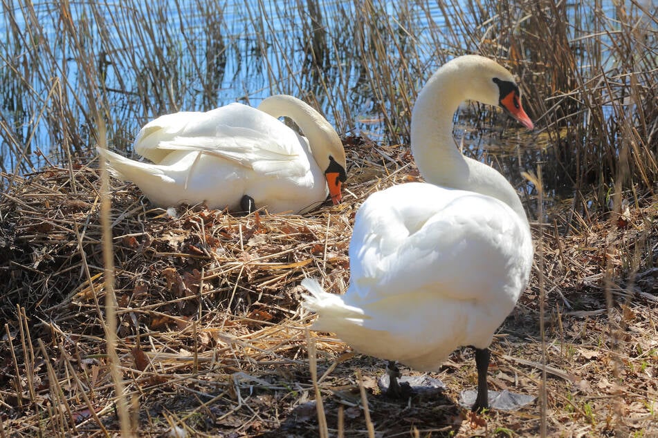 Dank der Absperrung kann das Schiebocker Schwanenpaar in Ruhe brüten.