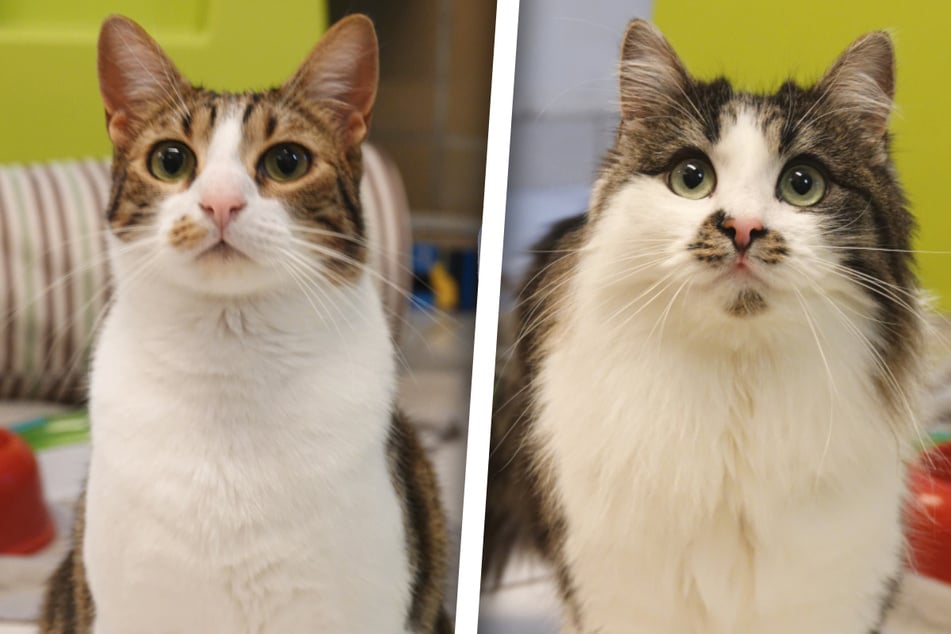 Lola (l.) i Amira czekają obecnie w schronisku na nową rodzinę, obie razem szukają domu na zawsze.