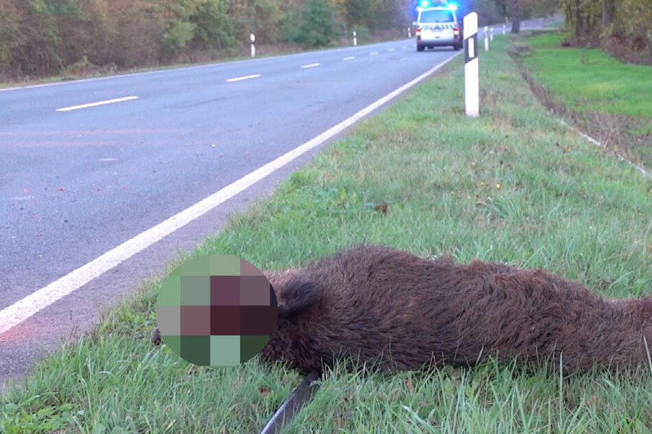 Das Schwein überlebte den Unfall nicht.