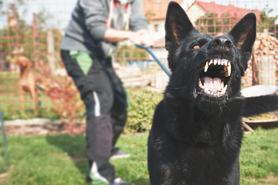 Der Hund biss der Frau ins Gesäß. (Symbolbild)