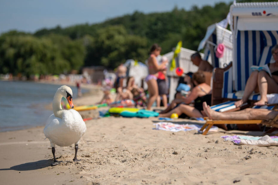 Ein Schwan steht am Strand vom Strandbad Wannsee, während im Hintergrund zahlreiche Menschen das sommerliche Wetter genießen.