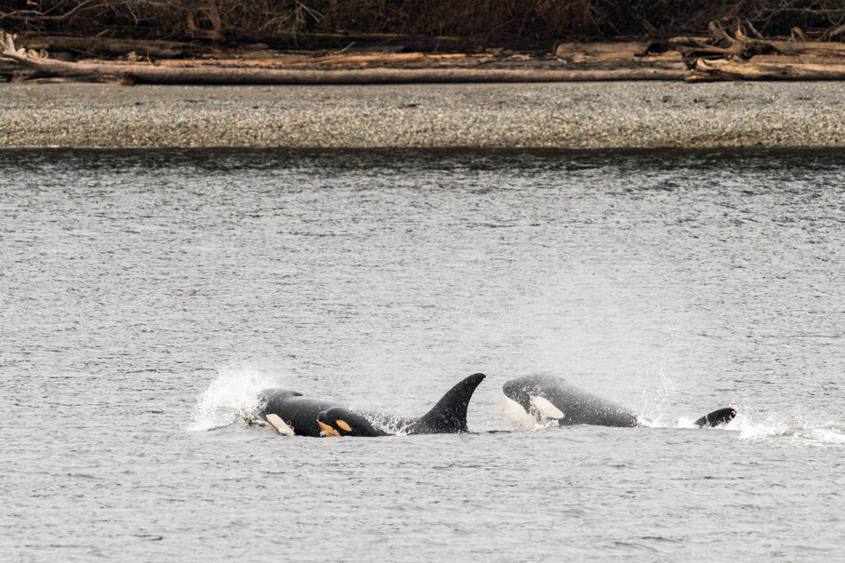 Orcas come very close to the shore, so if they wanted to hunt humans it'd be more likely that they'd attack lone swimmers than sink boats.