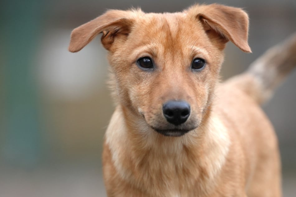 Mischlingswelpe Böhmer ist seit November 2025 im Franziskus-Tierheim Hamburg untergebracht.