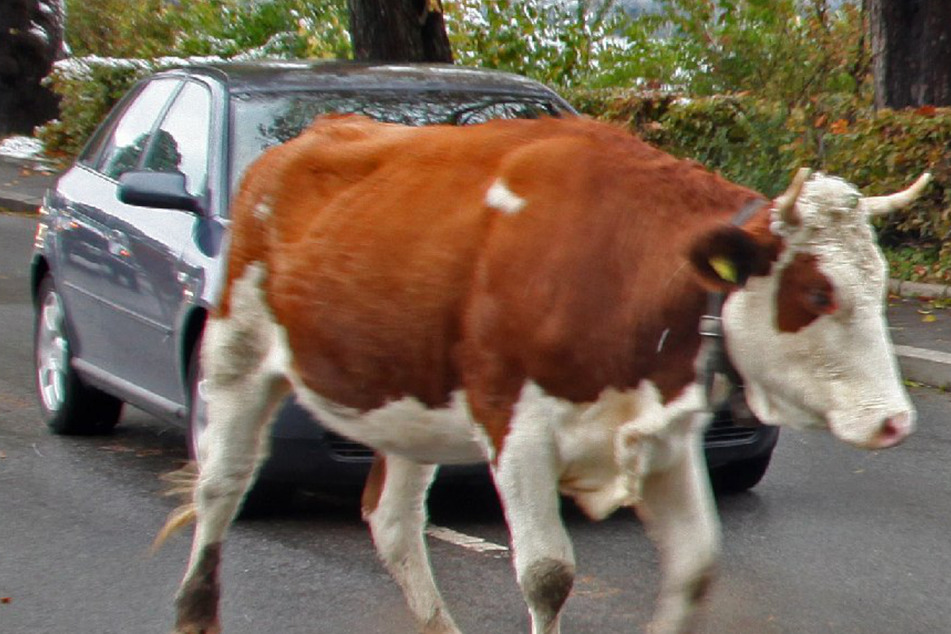 Weil ihm Kühe immer wieder vors Auto liefen, entbrannte im Allgäu ein Streit zwischen einem Autofahrer (81) und dem Viehhirten (54). (Symbolbild)