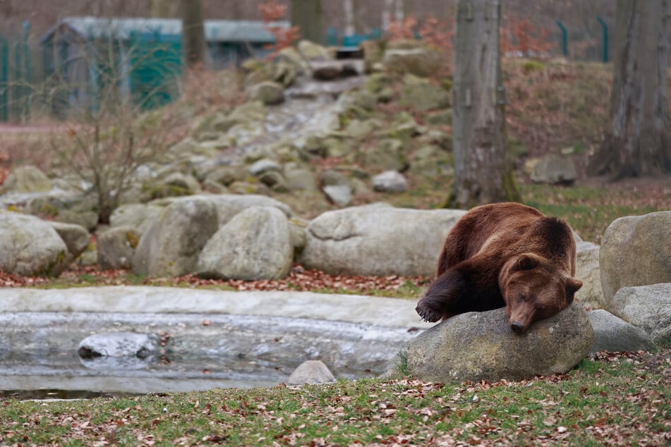 Schläfrig ist Braunbär Moritz trotzdem noch.