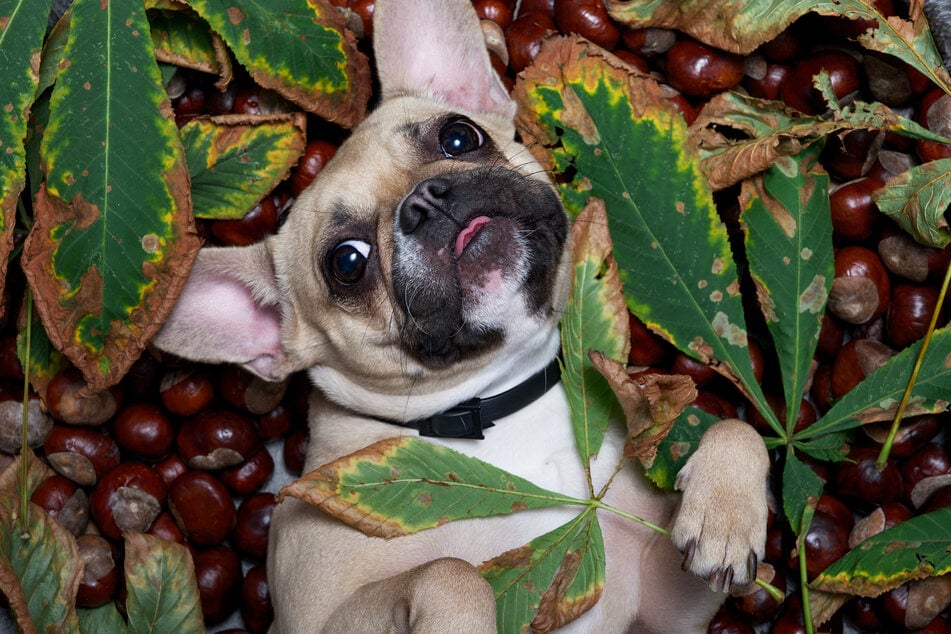Da Kastanien für Hunde giftige Stoffe enthalten, sollten sie diese auf keinen Fall fressen.