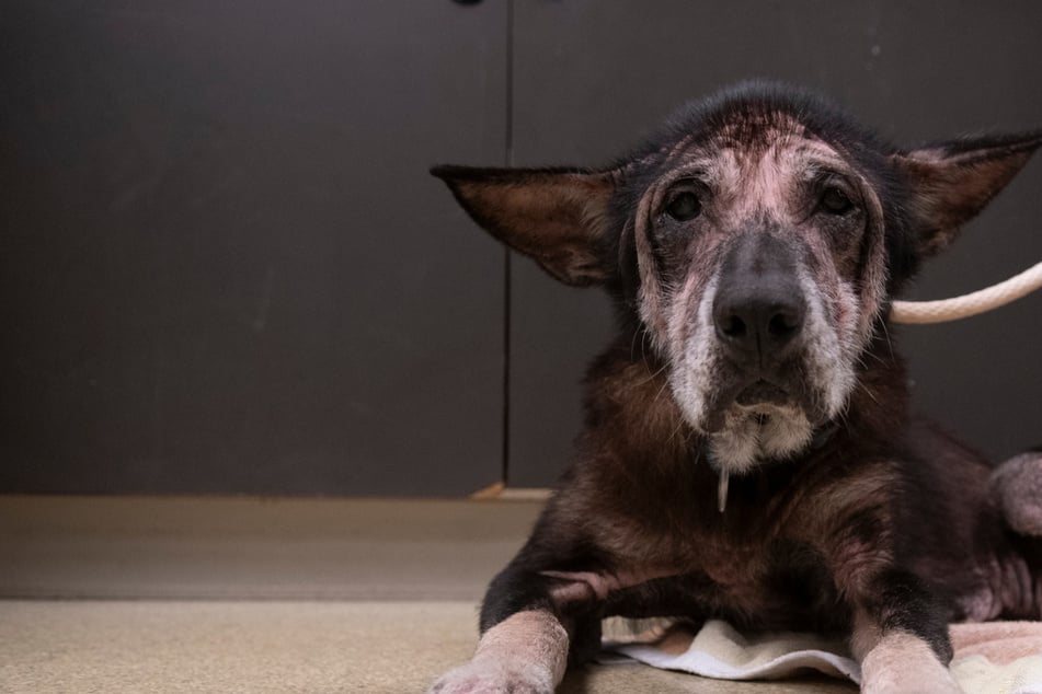 An old stray dog arrived at a shelter in terrible shape – her transformation amazed everyone