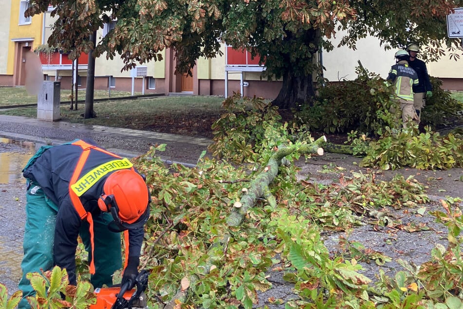 Die Feuerwehr in Magdeburg musste sich am Montag unter anderem um heruntergefallene Äste kümmern.