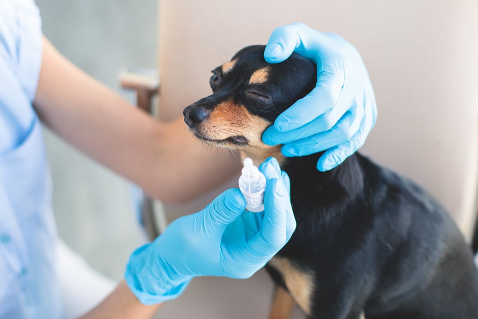 Medikamente können bei betroffenen Hunden den Augeninnendruck senken. (Symbolfoto)