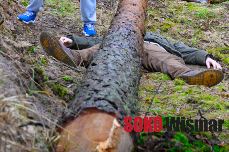 Waldbesitzer von Baum erschlagen: Aber was stimmt hier nicht?