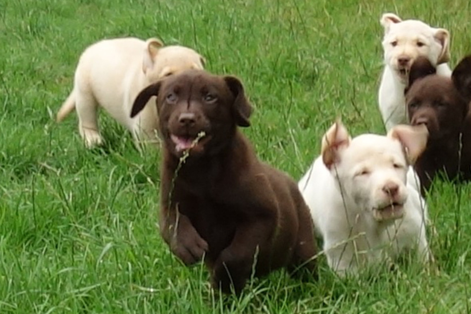 Diebe klauen acht Welpen vom Hof: Vier Hunde wieder aufgetaucht