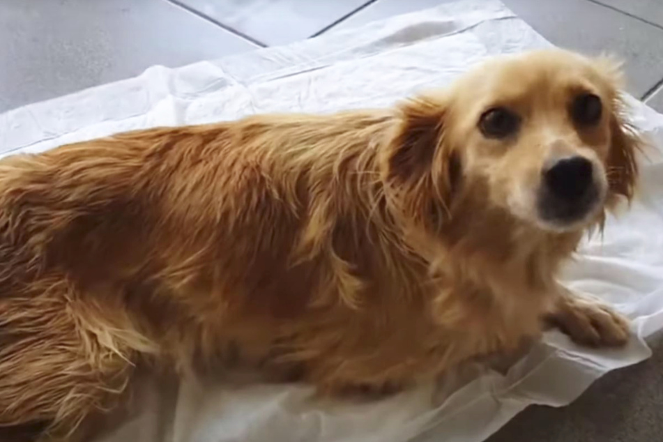 Besitzer wollen verletzten Hund nicht mehr: Als er eingeschläfert werden soll, wird es herzergreifend