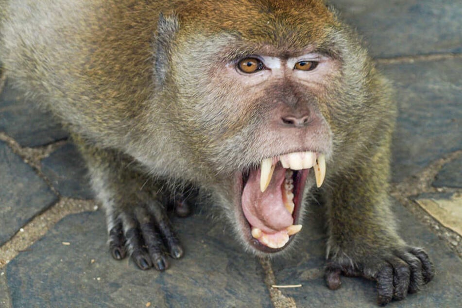 In Indien greifen Affen immer häufiger Menschen an.