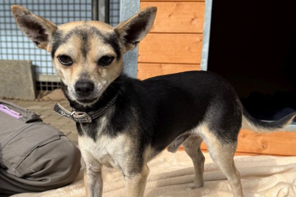 Der niedliche Hund sucht liebe Chihuahua-Freunde, die ihm alles Wichtige beibringen und ihm ein Zuhause auf Lebenszeit schenken.