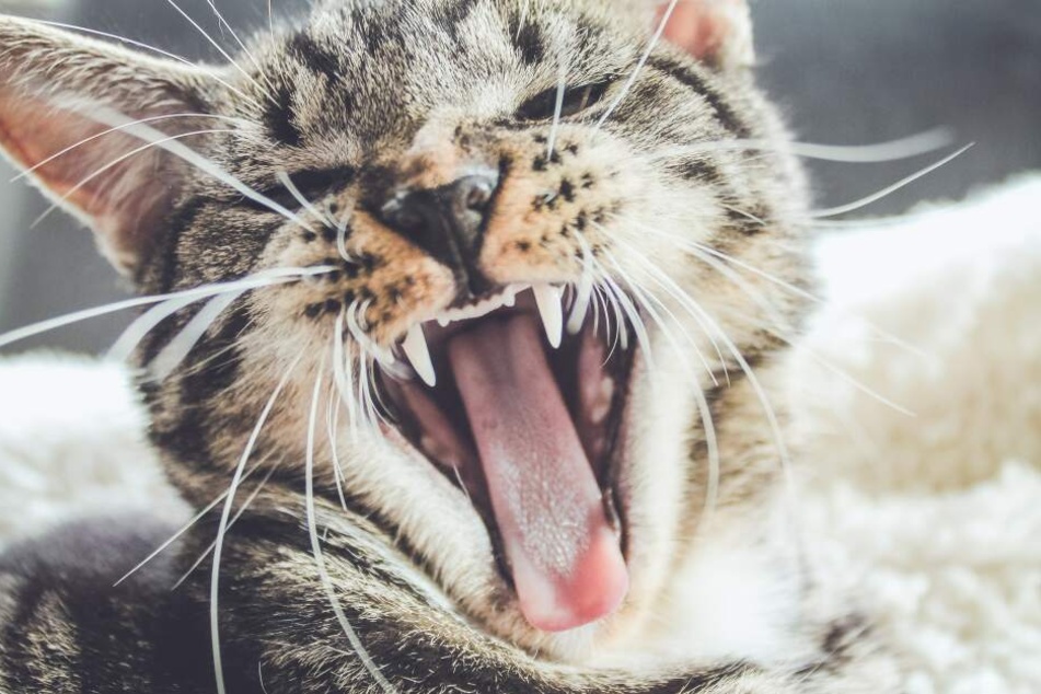 Does your cat sleep more than 17 hours a day? This can be a sign of an unhappy cat.
