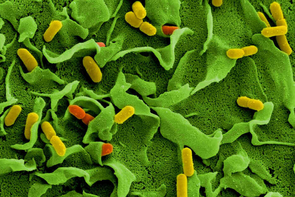 Elektronenmikroskopische Aufnahmen von Listerien (Listeria monocytogenes) auf der Oberfläche einer Zelle.