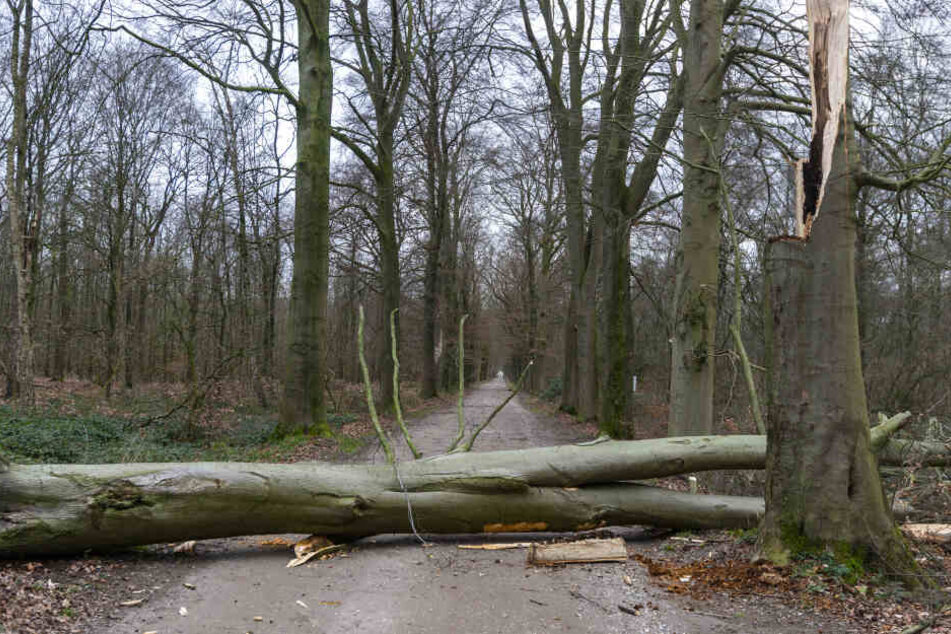 Nach dem Sturm sollten Wälder in NRW wegen möglicher Gefahren nicht betreten werden.