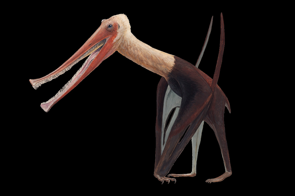 So könnte der Flugsauriers Balaenognathus maeuseri ausgesehen haben.