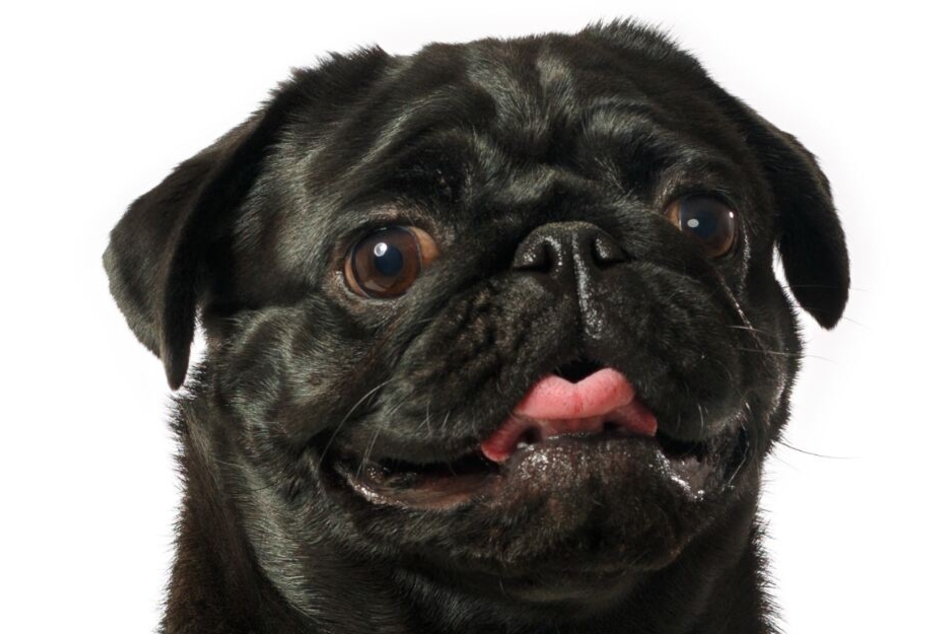 Die Mops-Dame "Edda" wurde weggepfändet. (Symbolbild)