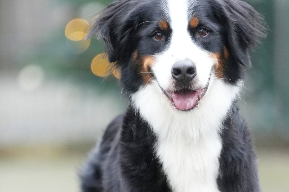 Nach Beziehungs-Aus heimatlos: Berner-Sennen-Mix Pico sucht Menschen, die bleiben