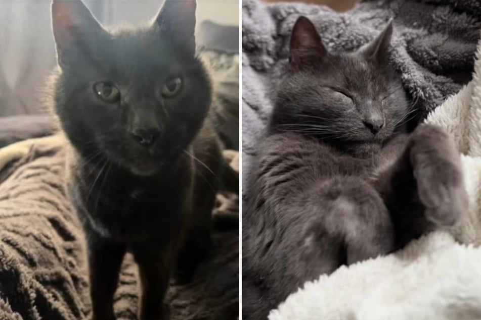 There were no adoption applications for elderly Elvis the cat, and he was already living in the shelter for the third time, but the kitty finally found his happy ending.