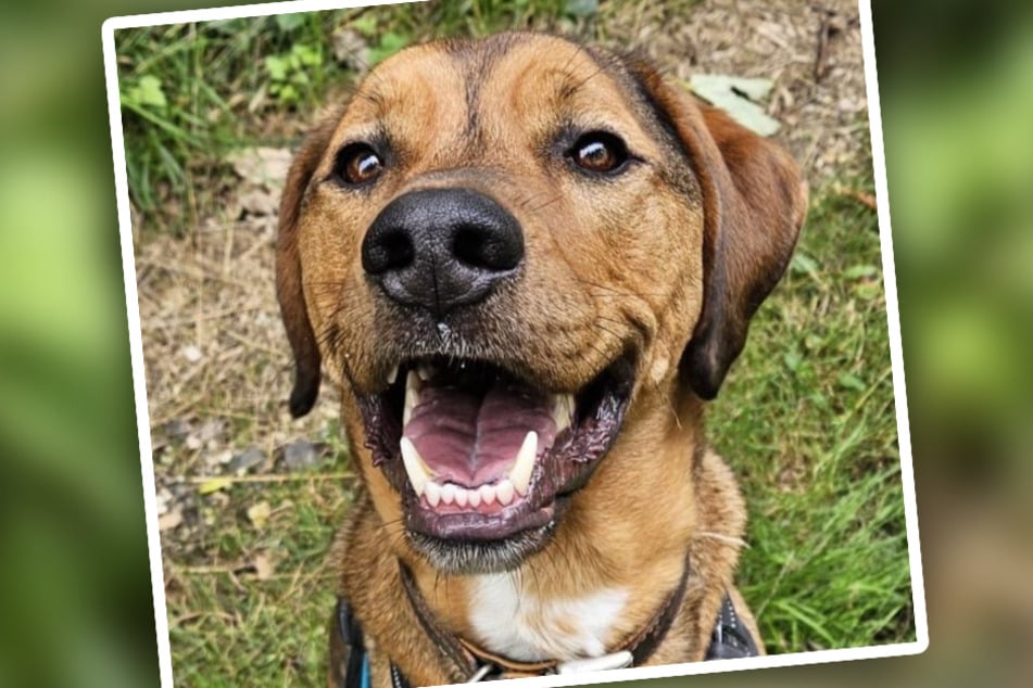 Ridgeback-Mischling Luke lebt nun schon seit zwei Jahren im Tierheim Bergheim.