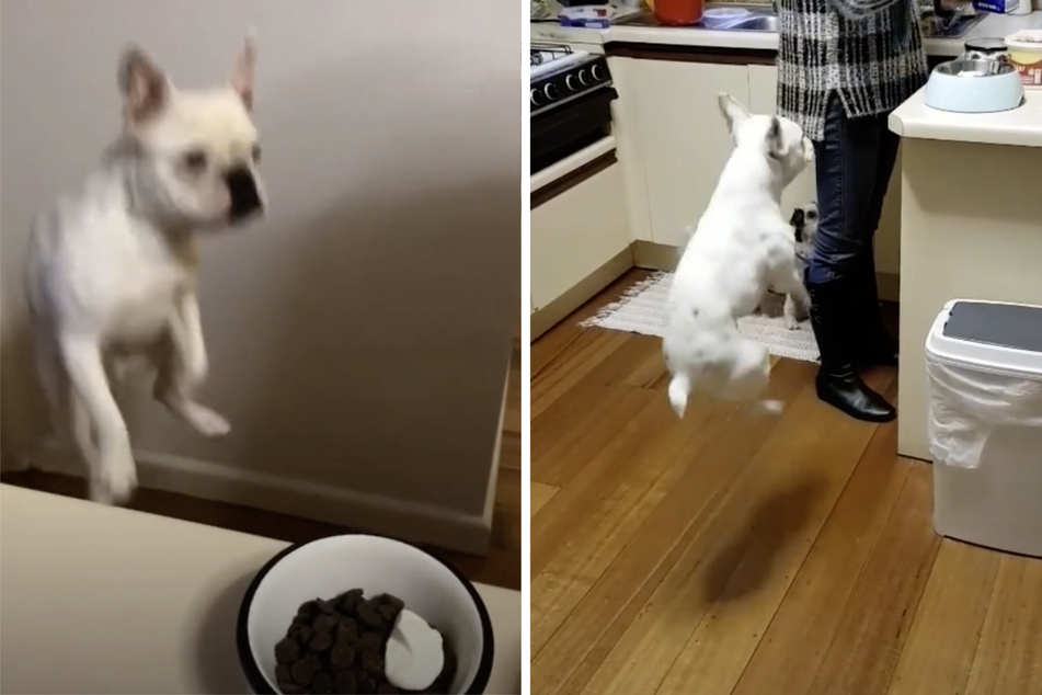 Besitzer bereitet das Essen vor: Die kuriose Reaktion seines Hundes bringt Millionen zum Lachen
