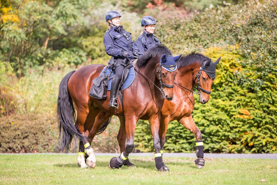 Berittene Polizei - die Reiterstaffel soll jetzt in den Bärlauch-Wäldern in und um Leipzig patrouillieren.