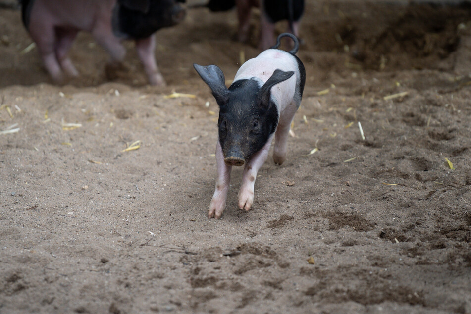 Die sieben Geschwister-Schweine gehören zu einer vom Aussterben bedrohten Art.