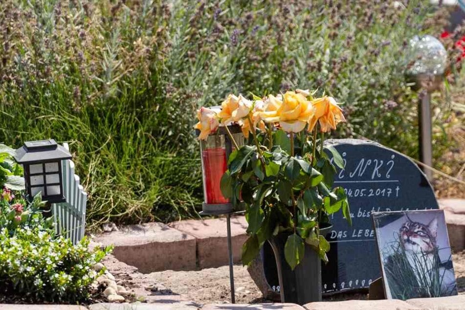 Katze "Minki" war 2017 auf dem Tierfriedhof bestattet worden.