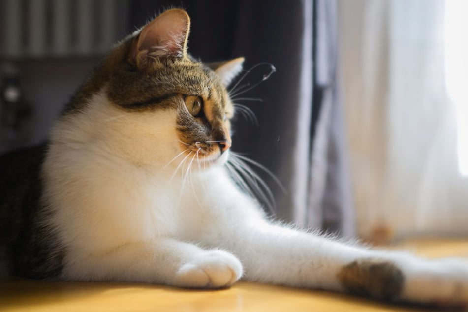 Die Katze drehte den Hahn auf - jedoch nicht mehr zu. (Symbolfoto)