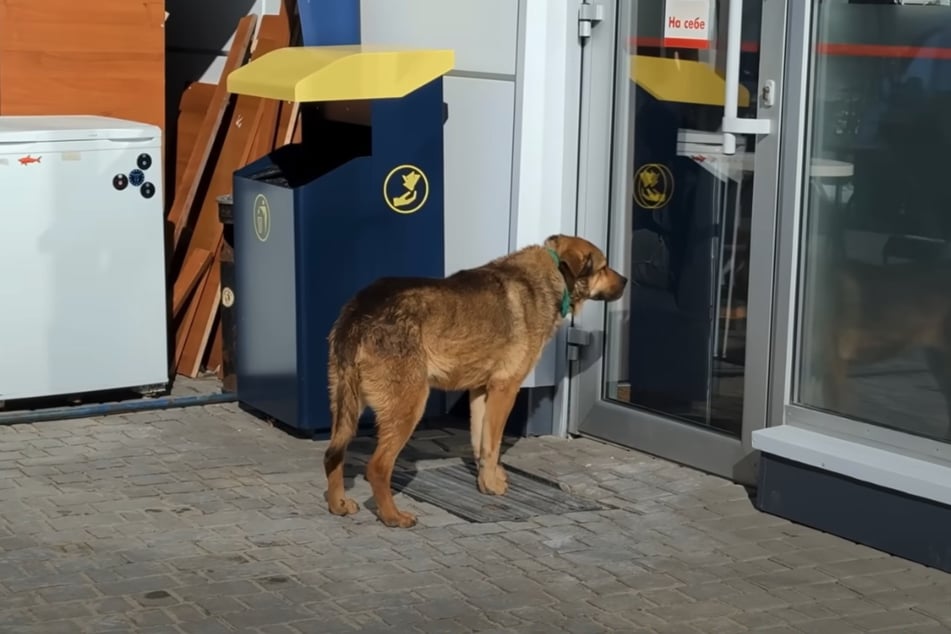 Dříve mohla fena v čerpací stanici zůstat hostem, dnes už ne.