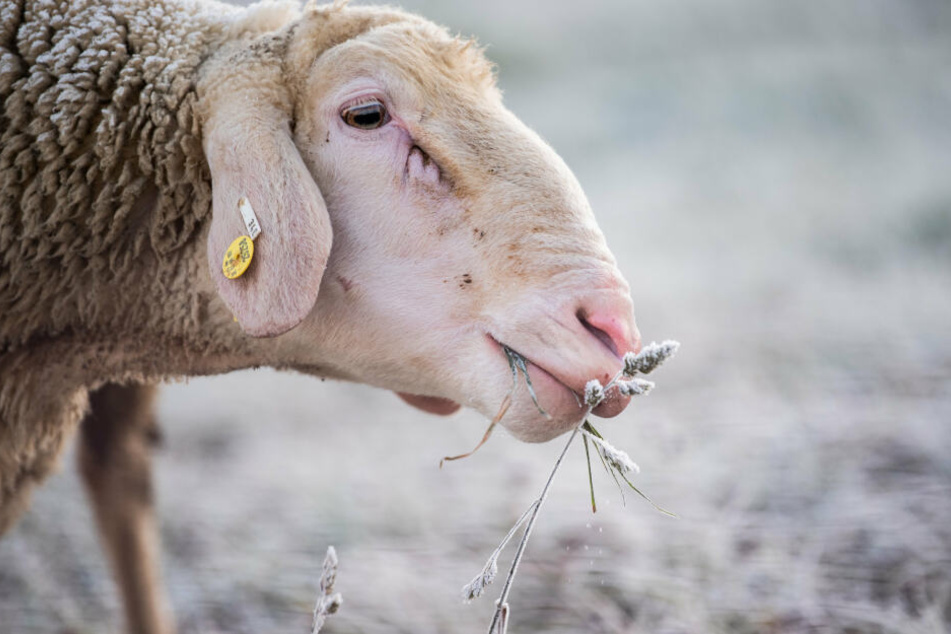 Lieber in Ruhe ein paar Gräser kauen: So verbringen die Huftiere ihren Advent lieber.