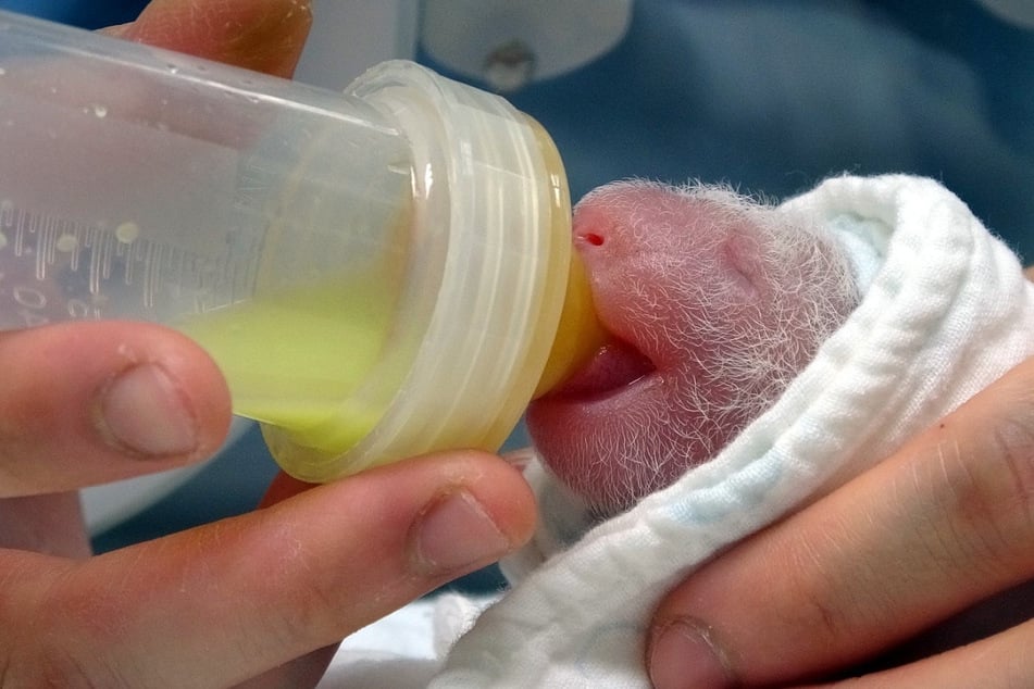 Ein Mitarbeiter füttert das Neugeborene Panda-Baby im Zoo von Taipeh mit einer Flasche.